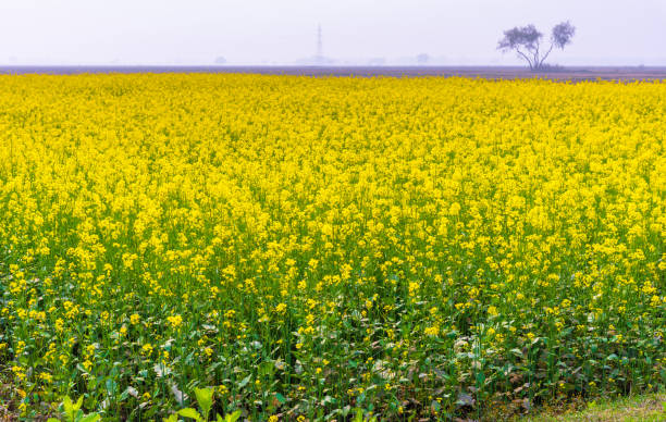 Golden mustard fields in Bengal